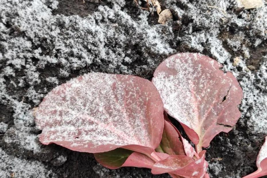 Прогноз на выходные: 6 и 7 декабря в Самарской области ожидается небольшой снегопад