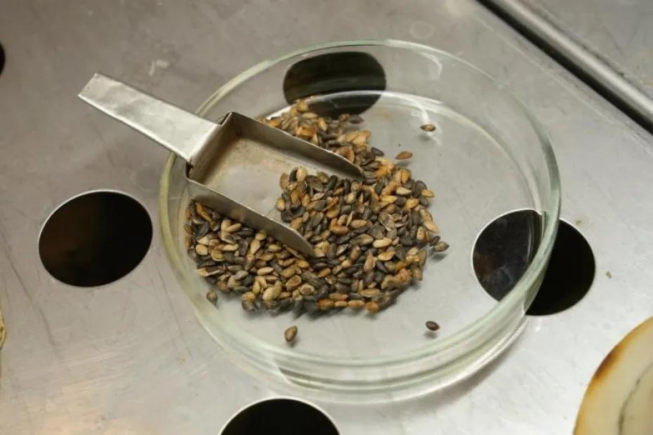 В Самарской области завершается экспертиза семян для лесовосстановления 2026 года