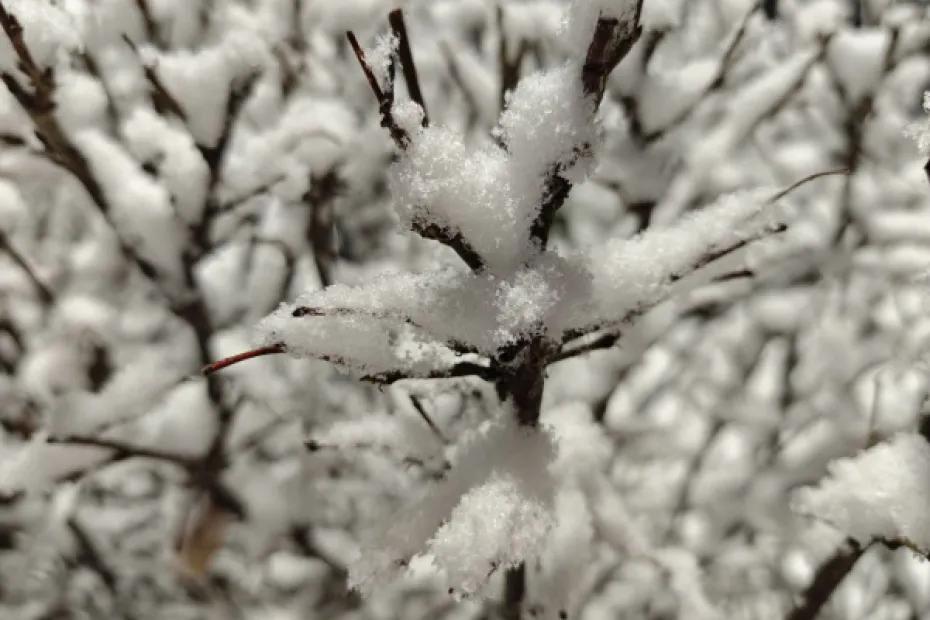 В Самарской области 3 января поднимется сильный ветер и метель