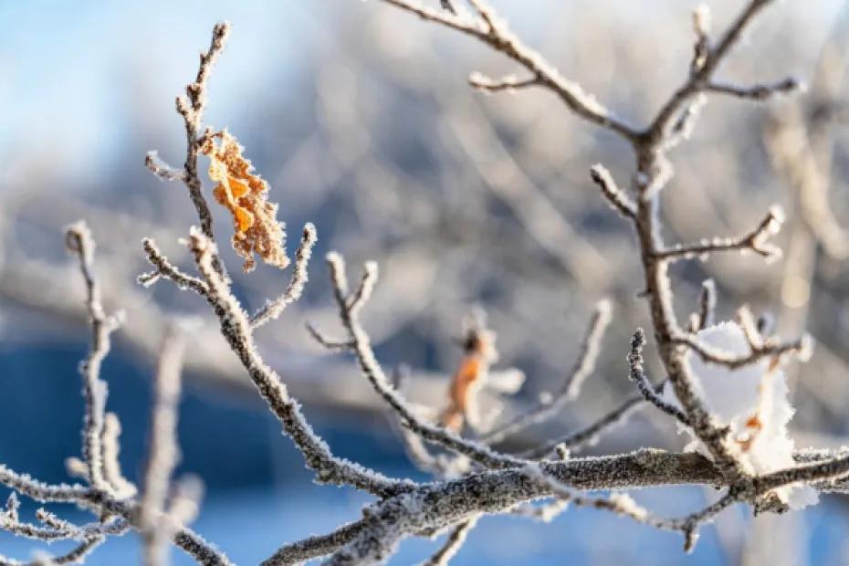 Солнечно и безветренно: в Самарской области 26 января сохранится Сибирский антициклон