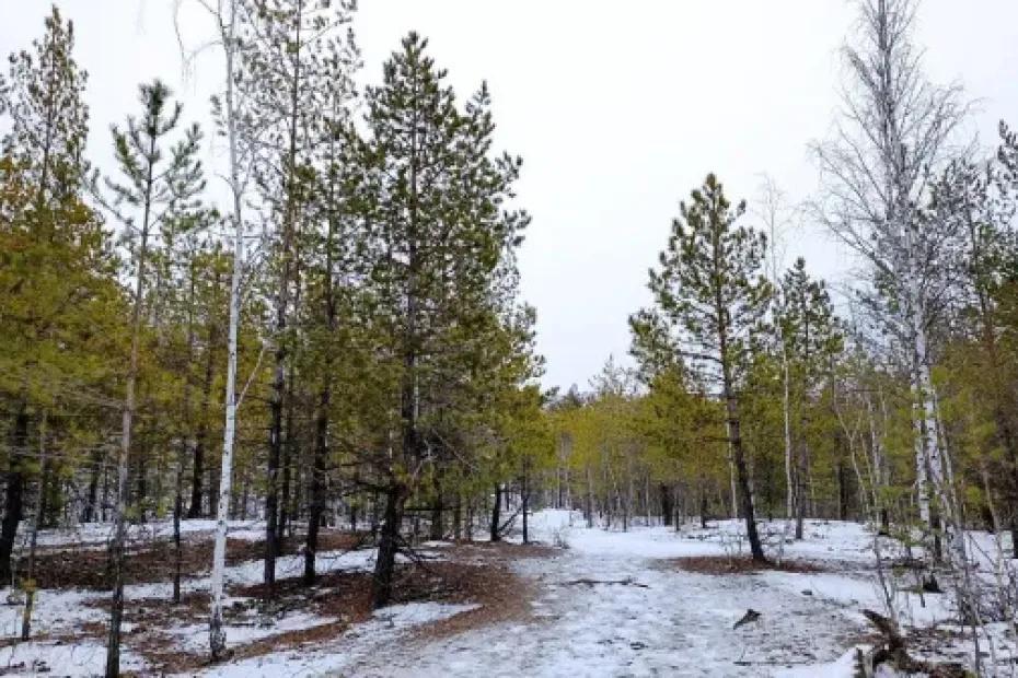 Житель Самарской области срубил 26 ольх и получил условный срок