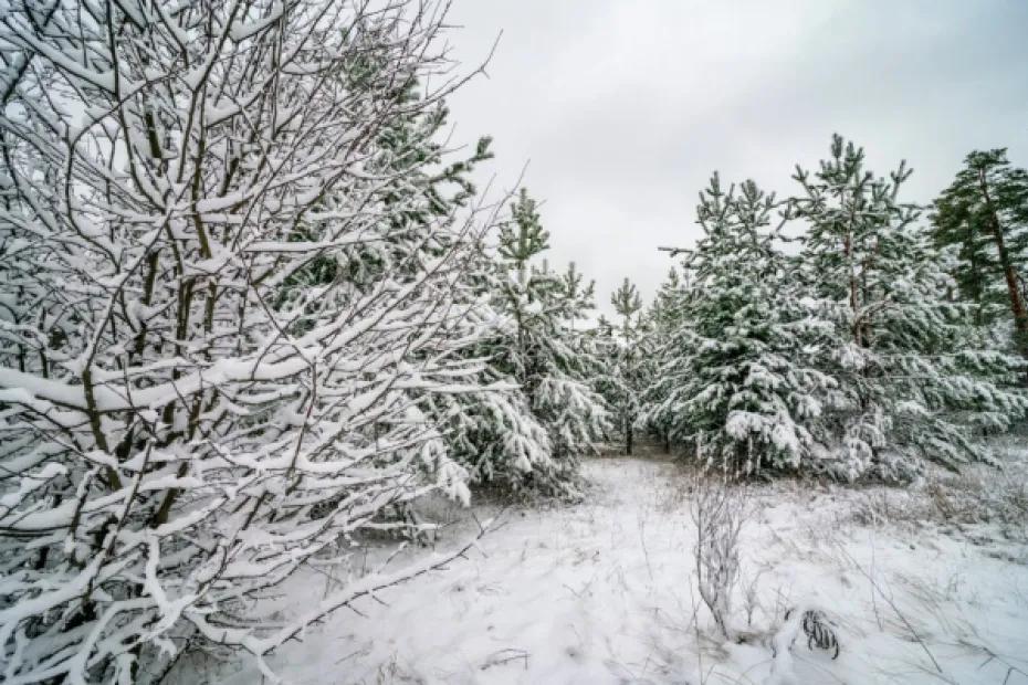 В Самарской области 13 февраля ожидается потепление, снег и сильный ветер