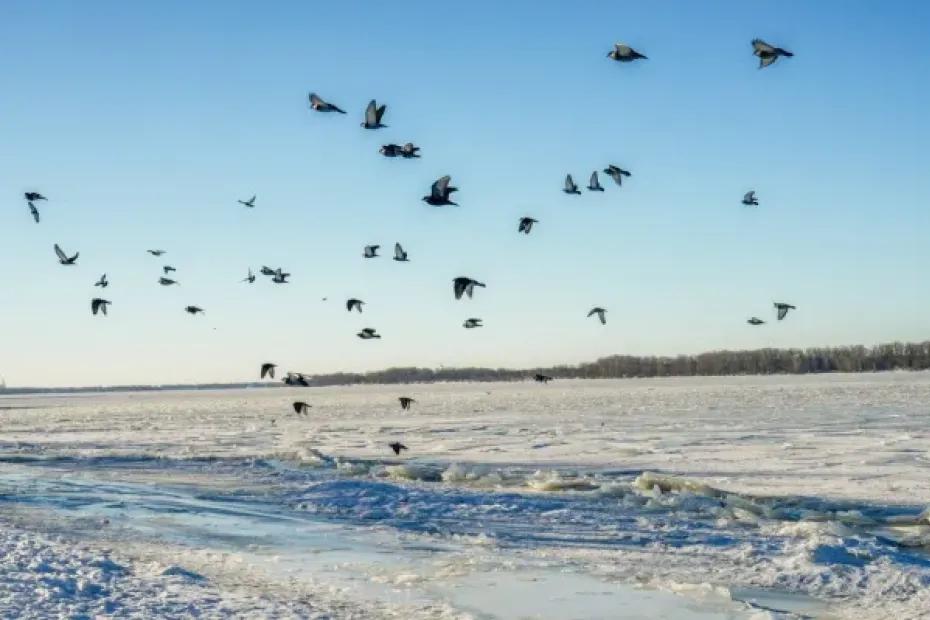 Изучение птиц, защита китов и управление информацией: какие праздники отмечают 19 февраля