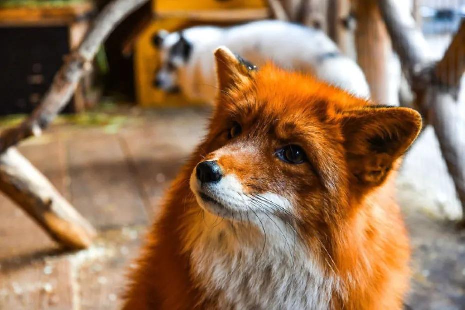 Всемирный день дикой природы: какие праздники отмечают 3 марта