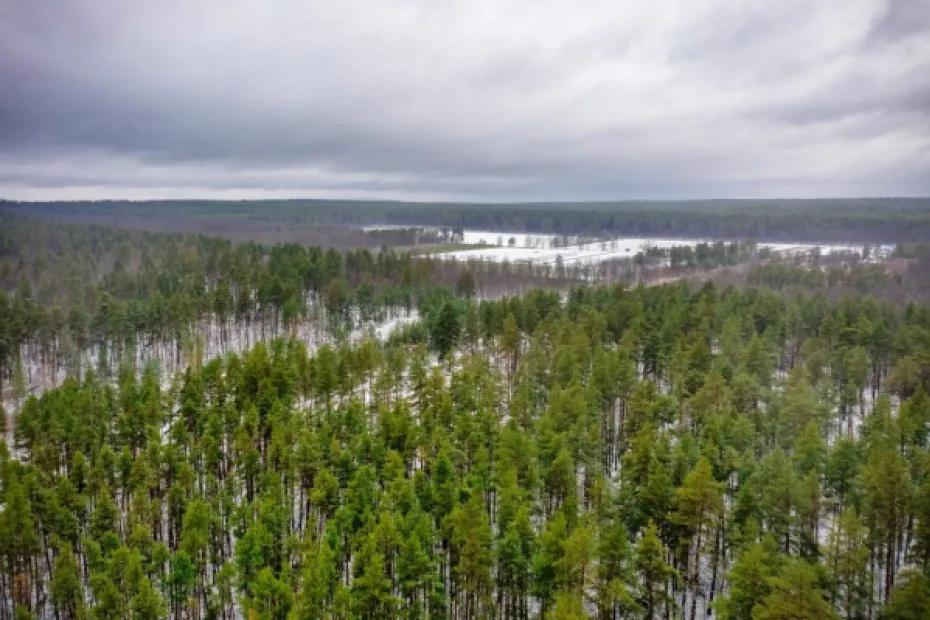 Стало известно, сколько камер следит за обстановкой в лесной зоне Тольятти