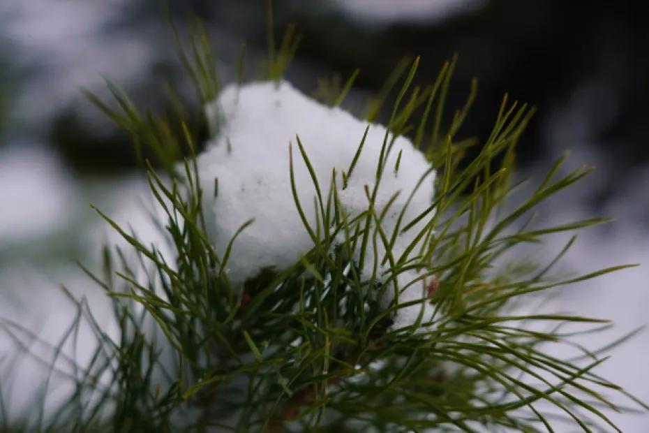 Температурные качели: в Самарскую область 11 марта придет потепление после аномальных морозов