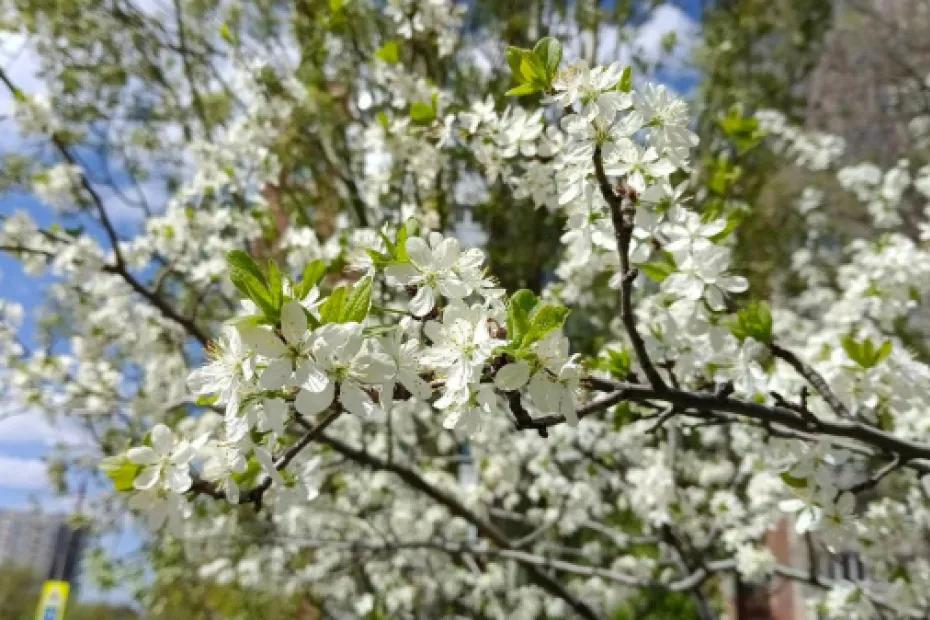 Настоящее лето: погода в Самарской области 30 марта