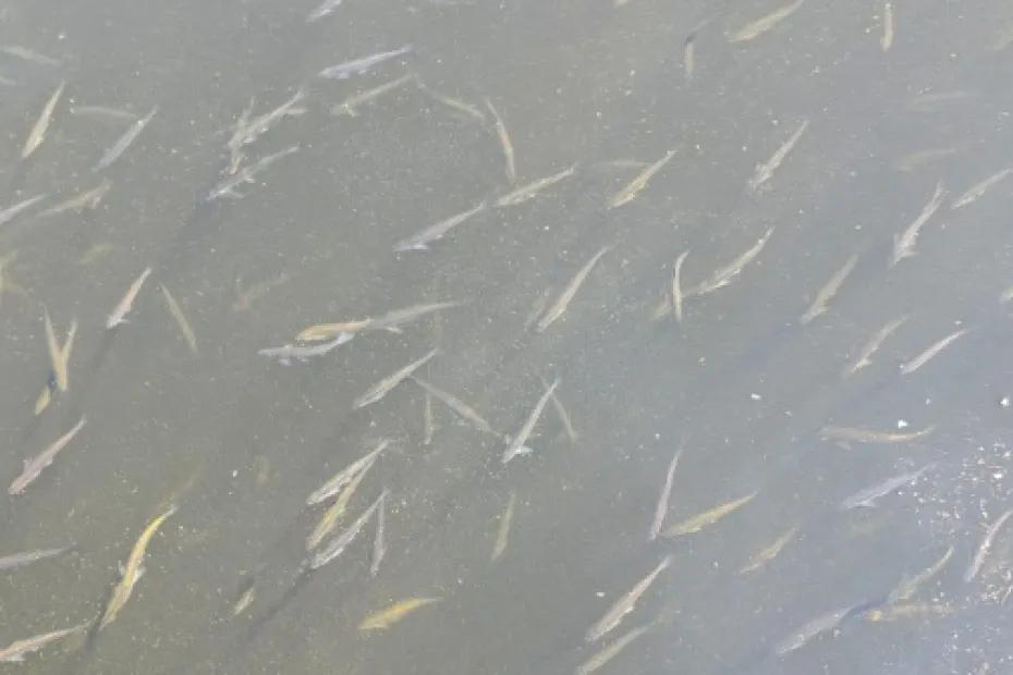 Гибель рыбы на Сорокиных Хуторах в Самаре: причины выясняют специалисты