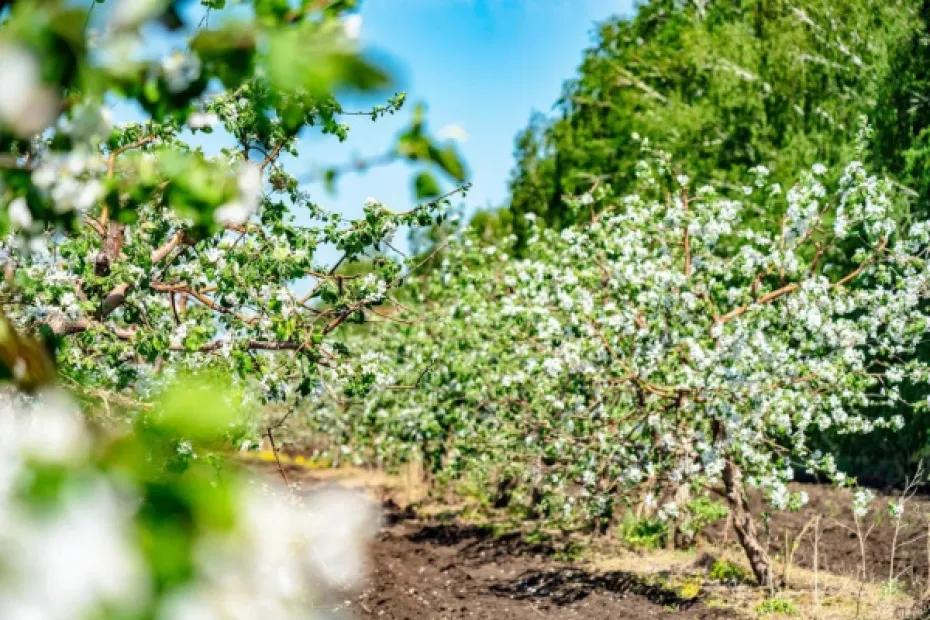 Опасность для аллергиков: 25 и 26 апреля в Самаре вырастет активность пыльцы