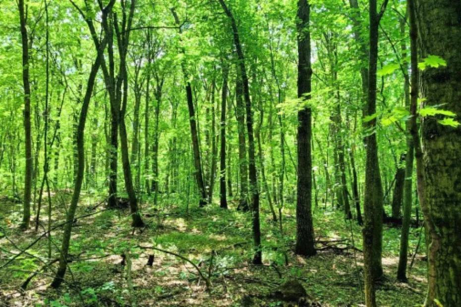 В Самаре на Красной Глинке несколько суток искали пропавшую пенсионерку