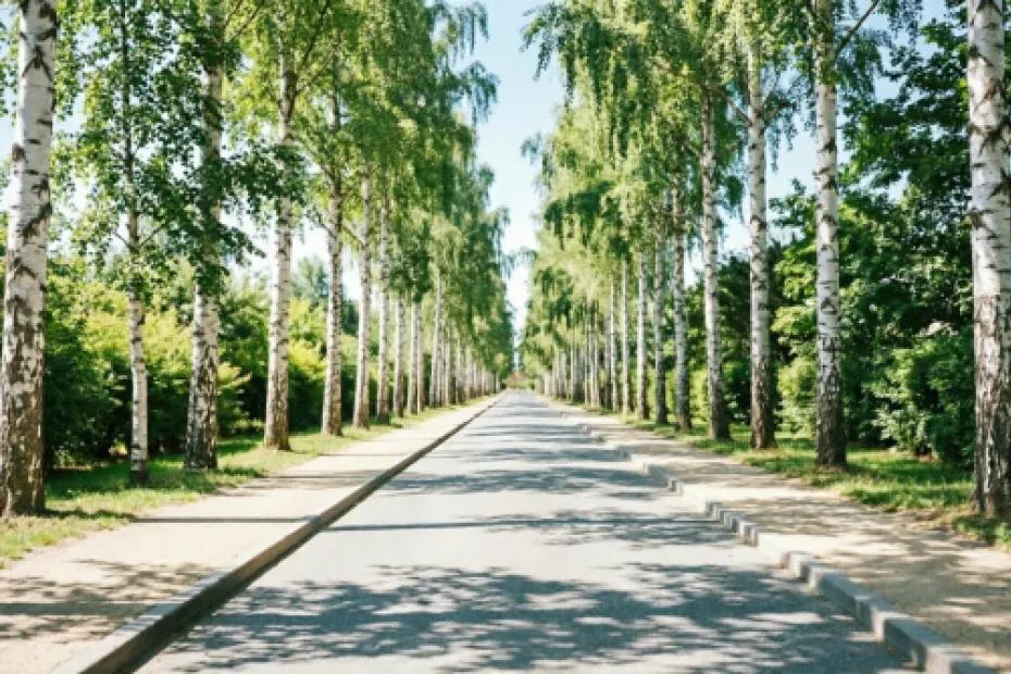 В Самаре в 2027 году обновят Березовую аллею