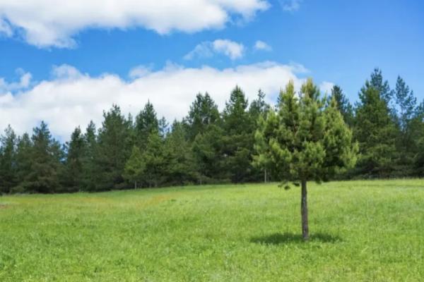 В Тольятти прошла 15-я городская акция по высадке леса