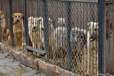 Стало известно, как в Самарской области будут решать проблему безнадзорных животных