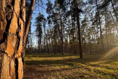 В Самарской области укрепляют систему предотвращения лесных пожаров - фото