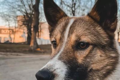 Кинолог рассказал, можно ли целовать собак