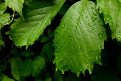 Погода на 2 августа 2025 года: народные приметы и прогноз синоптиков