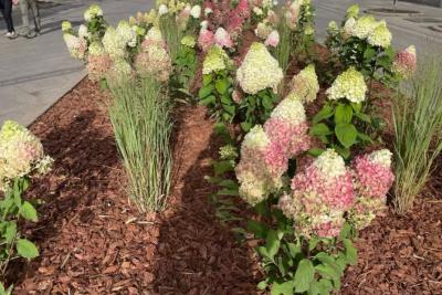 Фоторепортаж: в Самаре на Ленинградской появились гортензии, розы и хвойники