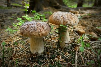 Погода на 4 сентября 2025 года: народные приметы и прогноз синоптиков