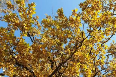 В Самарской области 10 сентября будет солнечно и по-осеннему тепло