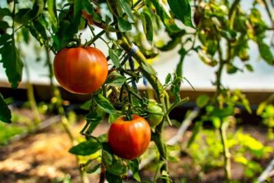 Врач Шафикова: помидоры снижают риск развития рака
