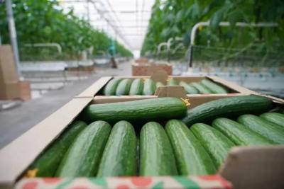 Врач рассказал о влиянии огурцов на обмен веществ и уровень холестерина