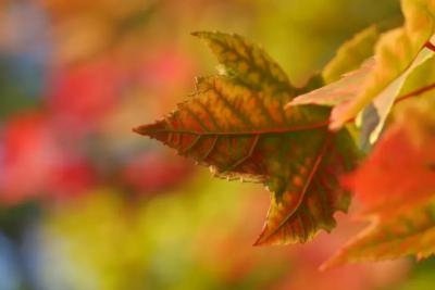 В Самарской области 19 сентября будет солнечно и по-осеннему тепло