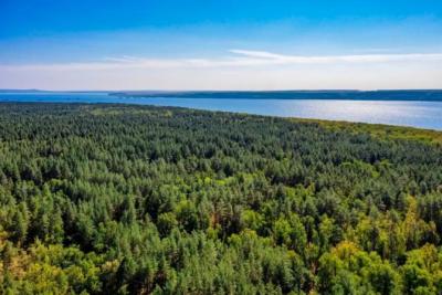 Более 20 тысяч деревьев высадят в Самарской области в рамках акции «Сохраним лес»