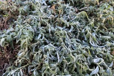 В Самарской области ночью 25 сентября возможны ощутимые заморозки