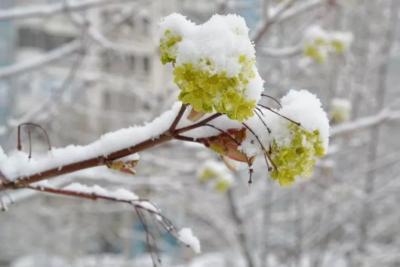 На последних выходных сентября в Самарской области ожидаются заморозки