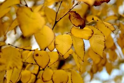 Погода на 29 сентября 2025 года: народные приметы и прогноз синоптиков