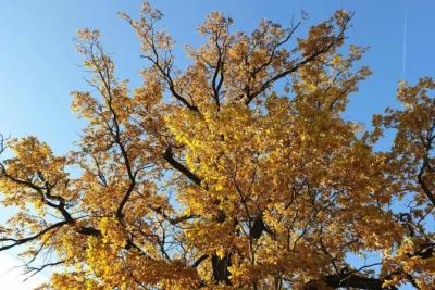 В Самарской области 4 октября станет теплее