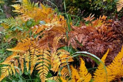 Погода на 5 октября 2025 года: народные приметы и прогноз синоптиков