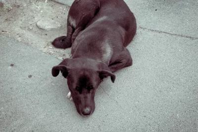 В Самаре отловили более 3,3 тыс. бездомных собак с начала года