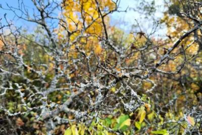 В Самарской области 13 октября появится солнце и пройдет дождь