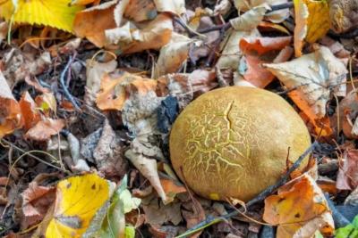 Врач рассказал о вреде чрезмерного употребления грибов