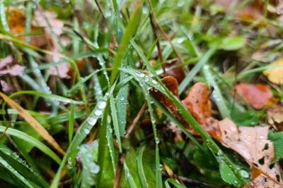 В Самарской области 27 октября будет лить дождь