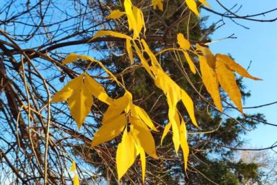 Синоптики рассказали, какая погода ожидается в ноябре в Самарской области