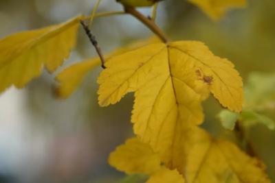 В Самарской области 3 ноября будет туманно и сухо