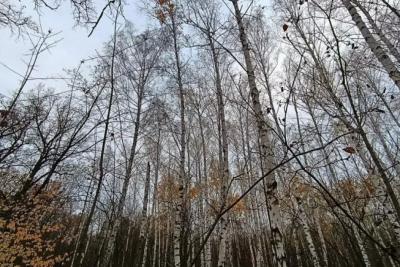 В Самарской области 7 ноября пройдет небольшой дождь