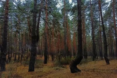 Река унесла старую баню и избу 80-летней отшельницы