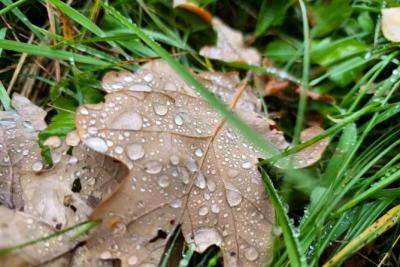 В Самарской области 8 ноября будет дождливо, но тепло