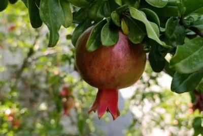 Стало известно, какие фрукты стоит есть в ноябре