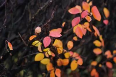 В Самарской области 14 ноября ожидается дождь