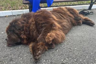 Почему нельзя отпускать питомца гулять одного: ответ экспертов