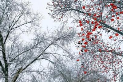 Сильный ветер, осадки и гололедица: погода в Самарской области 16 ноября
