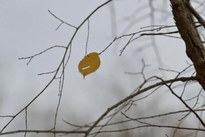 19 ноября в Самарской области ожидается штормовой ветер
