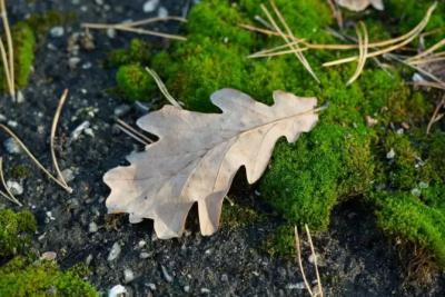 В Самарской области 23 ноября ожидается дождь и туман