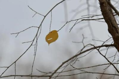 В Самарской области 1 декабря будет сухо и туманно