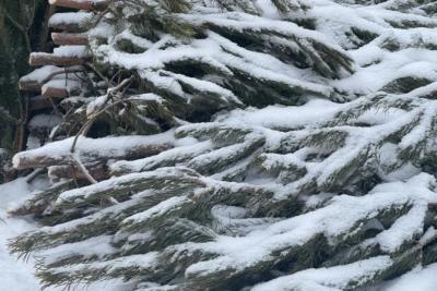 В Россию станут ввозить меньше новогодних елок