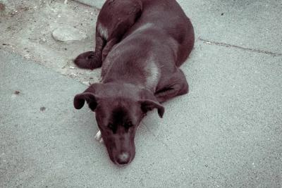 Первые симптомы и руководство к действию: как уберечь питомца от бешенства